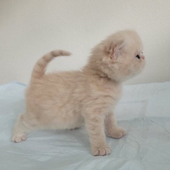 chaton Exotic Shorthair cream collier violet Chatterie Katzarolli