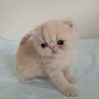 chaton Exotic Shorthair cream collier violet Chatterie Katzarolli