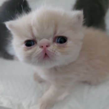 chaton Exotic Shorthair cream collier violet Chatterie Katzarolli