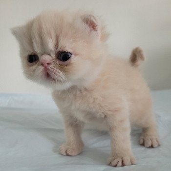 chaton Exotic Shorthair cream collier violet Chatterie Katzarolli