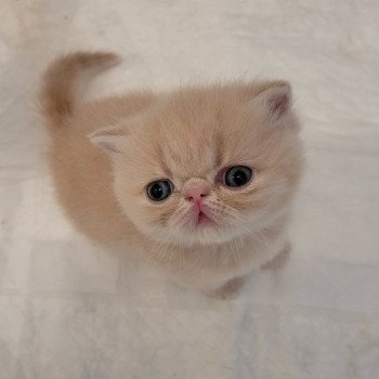 chaton Exotic Shorthair cream collier violet Chatterie Katzarolli