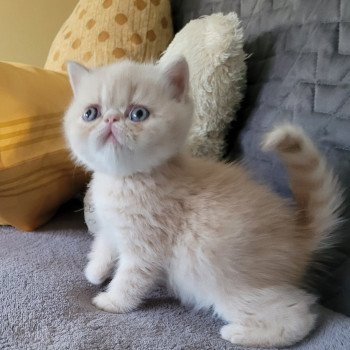 chaton Exotic Shorthair cream spotted tabby Ulys Chatterie Katzarolli