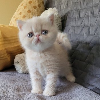 chaton Exotic Shorthair cream spotted tabby Ulys Chatterie Katzarolli