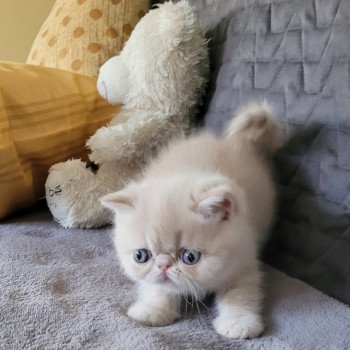 chaton Exotic Shorthair cream spotted tabby Ulys Chatterie Katzarolli