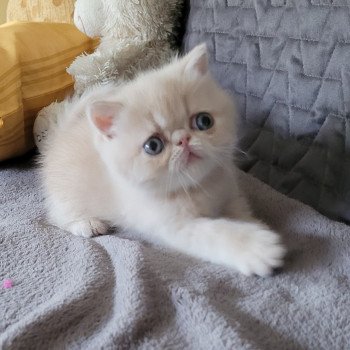 chaton Exotic Shorthair cream spotted tabby Ulys Chatterie Katzarolli