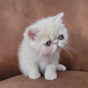 chaton Exotic Shorthair cream spotted tabby Ulys Chatterie Katzarolli