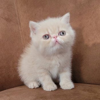 chaton Exotic Shorthair cream spotted tabby Ulys Chatterie Katzarolli