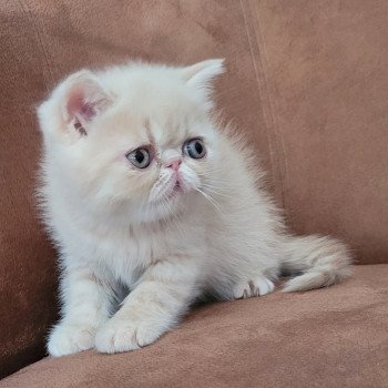 chaton Exotic Shorthair cream spotted tabby Ulys Chatterie Katzarolli