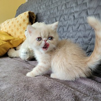 chaton Exotic Shorthair cream spotted tabby Ulys Chatterie Katzarolli