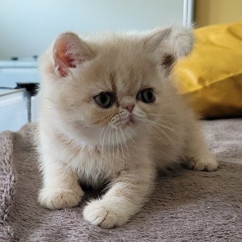 chaton Exotic Shorthair cream spotted tabby Ulys Chatterie Katzarolli