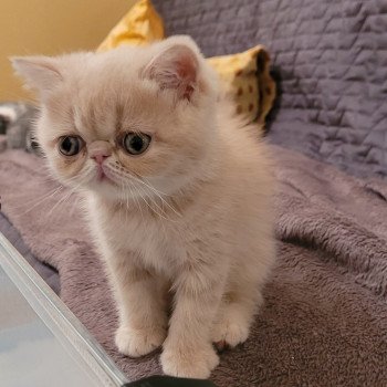 chaton Exotic Shorthair cream spotted tabby Ulys Chatterie Katzarolli