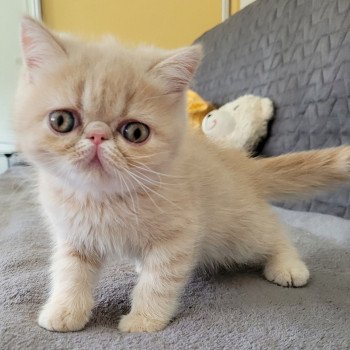 chaton Exotic Shorthair cream spotted tabby Ulys Chatterie Katzarolli