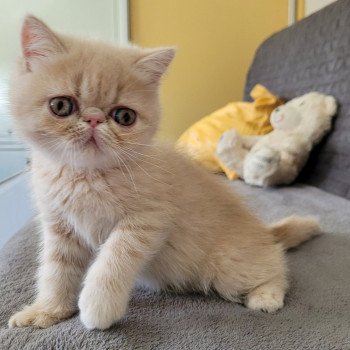 chaton Exotic Shorthair cream spotted tabby Ulys Chatterie Katzarolli