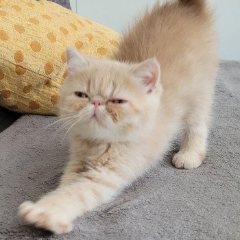 chaton Exotic Shorthair cream spotted tabby Ulys Chatterie Katzarolli