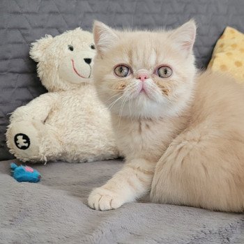 chaton Exotic Shorthair cream spotted tabby Ulys Chatterie Katzarolli