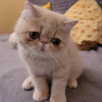 chaton Exotic Shorthair cream spotted tabby Ulys Chatterie Katzarolli