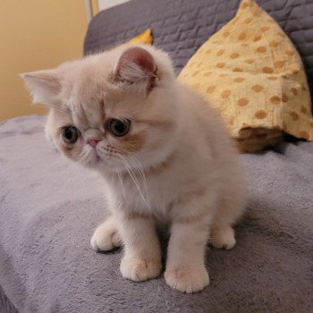 chaton Exotic Shorthair cream spotted tabby Ulys Chatterie Katzarolli