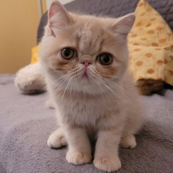 chaton Exotic Shorthair cream spotted tabby Ulys Chatterie Katzarolli