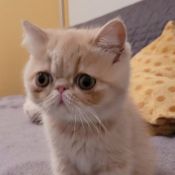 chaton Exotic Shorthair cream spotted tabby Ulys Chatterie Katzarolli