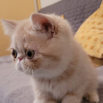 chaton Exotic Shorthair cream spotted tabby Ulys Chatterie Katzarolli