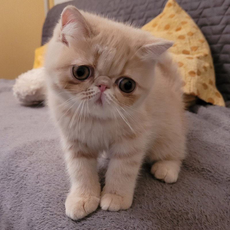 Ulys Mâle Exotic Shorthair