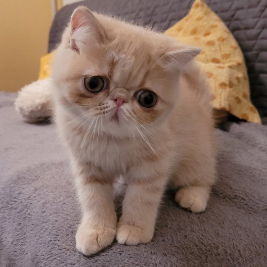 Ulys Mâle Exotic Shorthair