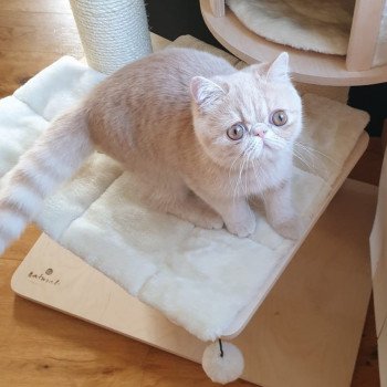 chaton Exotic Shorthair cream spotted tabby Ulys Chatterie Katzarolli