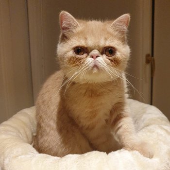 chaton Exotic Shorthair cream spotted tabby Ulys Chatterie Katzarolli