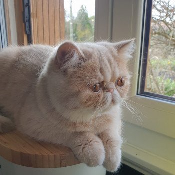 chaton Exotic Shorthair cream spotted tabby Ulys Chatterie Katzarolli