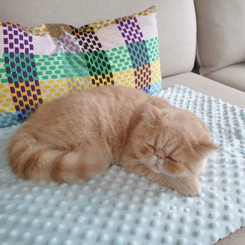 chaton Exotic Shorthair cream spotted tabby Ulys Chatterie Katzarolli