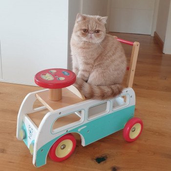 chaton Exotic Shorthair cream spotted tabby Ulys Chatterie Katzarolli