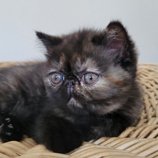 Utopia Femelle Exotic Shorthair