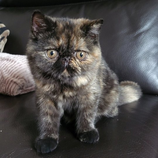 Utopia Femelle Exotic Shorthair