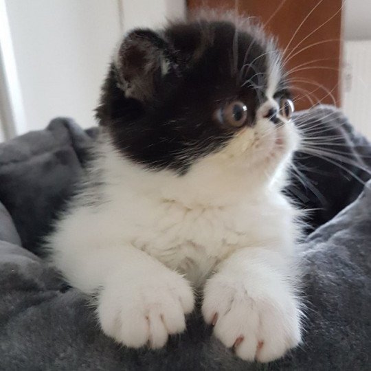 Orson Mâle Exotic Shorthair