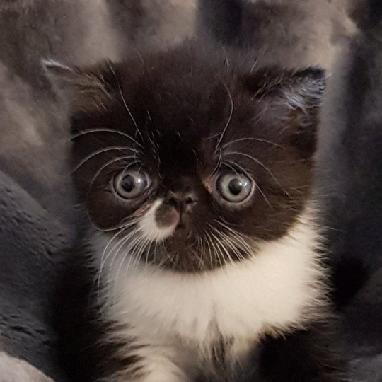 Othello Mâle Exotic Shorthair