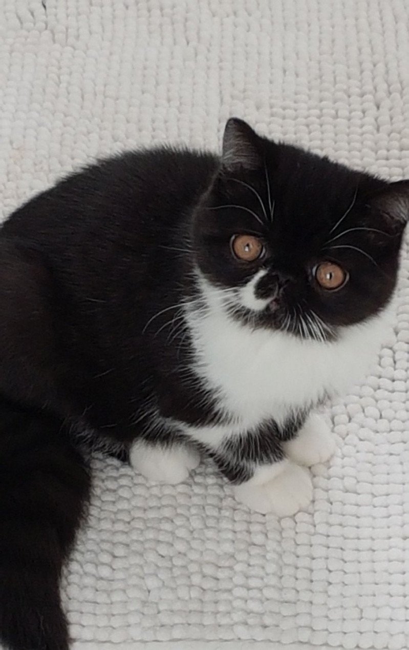 Othello Mâle Exotic Shorthair Othello Mâle Exotic Shorthair