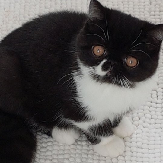 Othello Mâle Exotic Shorthair
