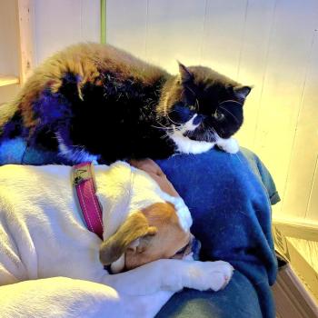 chaton Exotic Shorthair black bicolor Othello Chatterie Katzarolli