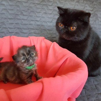 chat Exotic Shorthair black Pucci Chatterie Katzarolli