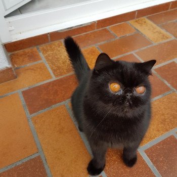 chat Exotic Shorthair black Pucci Chatterie Katzarolli