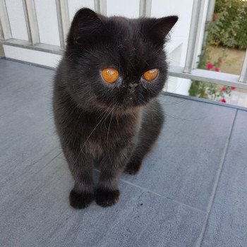 chat Exotic Shorthair black Pucci Chatterie Katzarolli