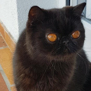 chat Exotic Shorthair black Pucci Chatterie Katzarolli