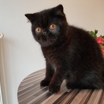 chat Exotic Shorthair black Pucci Chatterie Katzarolli