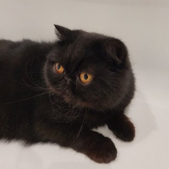 chat Exotic Shorthair black Pucci Chatterie Katzarolli chat Exotic Shorthair black Pucci Chatterie Katzarolli