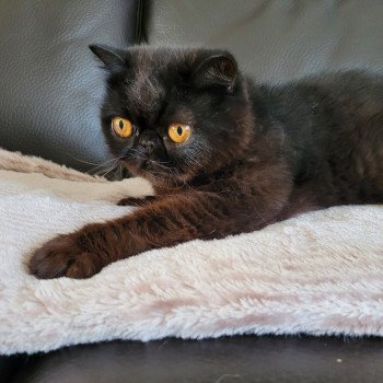 chat Exotic Shorthair black Pucci Chatterie Katzarolli chat Exotic Shorthair black Pucci Chatterie Katzarolli