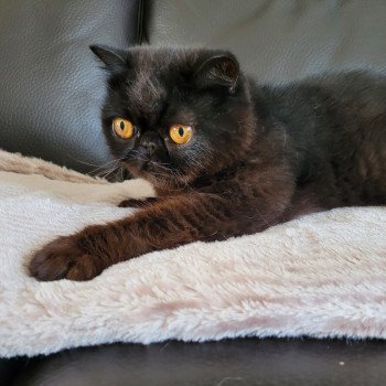 chat Exotic Shorthair black Pucci Chatterie Katzarolli