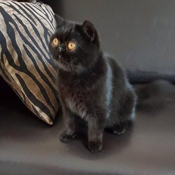 chat Exotic Shorthair black Pucci Chatterie Katzarolli chat Exotic Shorthair black Pucci Chatterie Katzarolli