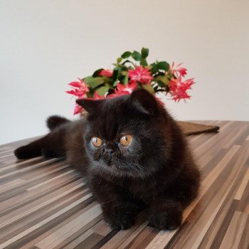 chat Exotic Shorthair black Pucci Chatterie Katzarolli