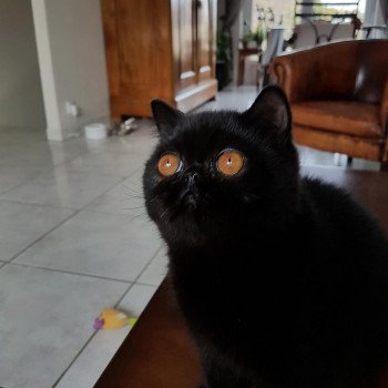 chat Exotic Shorthair black Pucci Chatterie Katzarolli