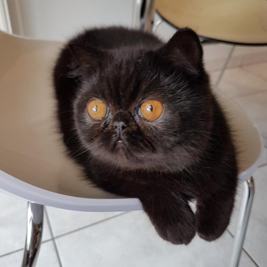 chat Exotic Shorthair black Pucci Chatterie Katzarolli